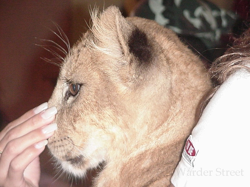 Lion Cub In Cancun 1.jpg